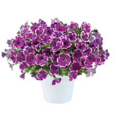 Петуния HIPPY CHICK VIOLET 215
