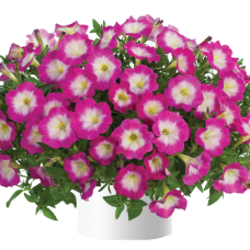 Петуния CASCADIAS FANTASY HOT PINK IMP 32234