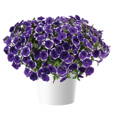 Петуния CASCADIAS RIM VIOLET IMP. 217