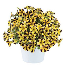 ПЕТУНИЯ RAY SUNFLOWER IMP 218