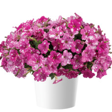 Петуния SPLASH DANCE RUMBA ROSE 32275