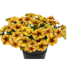 Петхоа BeautiCal Caramel Yellow 221