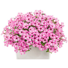 Петуния Supertunia Mini Vista Pink Star 222