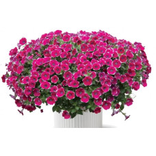 Петуния Cascadias Rim Chianti 223