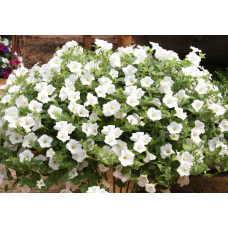 Петуния Blanket White 224