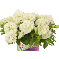 Петуния Origami White 226