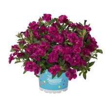 Калибрахоа ALOHA DOUBLE PURPLE 1905