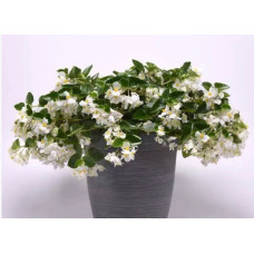 Бегония ампельная Хула White 232