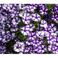 Петуния Blueberry Star 237