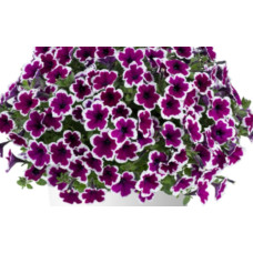 ПЕТУНИЯ CAPELLA RIM RASPBERRY 32487