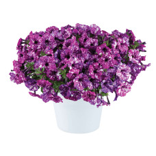 Петуния SPLASH DANCE PURPLE POLKA 32121