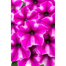 Петуния FLOWER SHOWERS PATRICK STAR 258