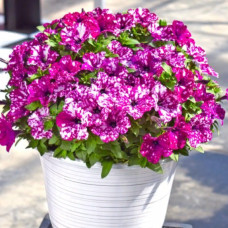 Петуния DISCOBALL PURPLE 266