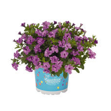 Калибрахоа ALOHA DOUBLE LAVENDER 1903