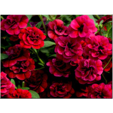 Калибрахоа MINIFAMOUS NEO DOUBLE DARK RED 19238