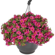 Калибрахоа ALOHA CLASSIC PINK CART WHEEL 19163