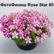 Петуния ампельная ФотоФиниш Rose Star 85