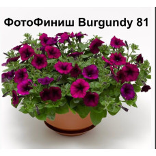 Петуния ампельная ФотоФиниш Burgundy 81