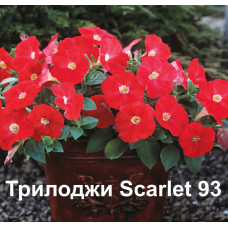 Петуния многоцветковая Трилоджи Scarlet 93