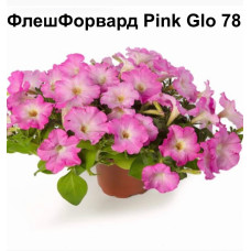 Петуния ампельная ФлешФорвард Pink Glo 78