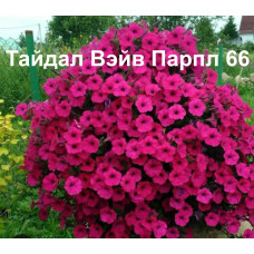 Петуния ампельная Тайдал Вэйв Парпл 66