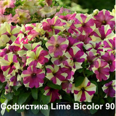 Петуния ампельная Софистика Lime Bicolor 90