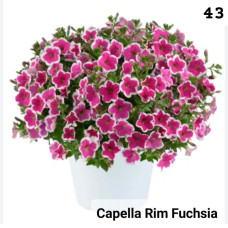 Петуния вегетативная  Capella Rim Fuchsia 32328 0.5л