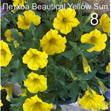 Петуния вегетативная  петхоа Beautical Yellow Sun  8 0.5л