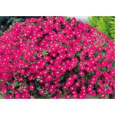 Петуния Ирен Ампельная  245
