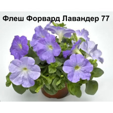 Петуния ампельная Флеш Форвард Лавандер 77