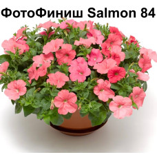 Петуния ампельная Фотофиниш Salmon 84 0.5л