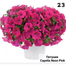 Петуния вегетативная  Capella Neon Pink 23 0.5л