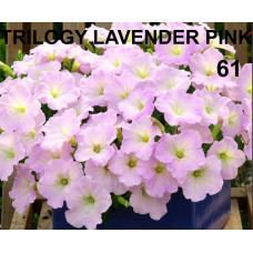 Петуния ампельная TRILOGY LAVENDER PINK 61 0.5л