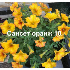 Петуния вегетативная Сансет оранж 10 0.5л