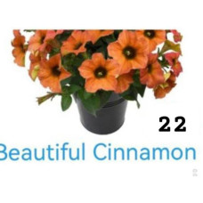 Петуния вегетативная BeautiCal Cinnamon 22 0.5л