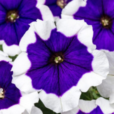 Петуния CRAZYTUNIA BLUE PICOTEE 261 0.5л