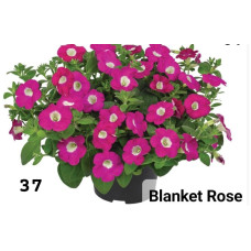 Петуния вегетативная Blanket Rose 37  0.5л