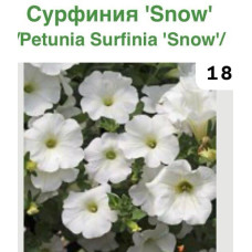 ПЕТУНИЯ ВЕГЕТАТИВНАЯ Сурфинии 18 0.5л