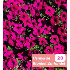 Петуния вегетативная Blanket zinfandel 20 0.5л