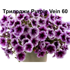 Петуния ампельная  Трилоджи Purple Vein 60 0.5л