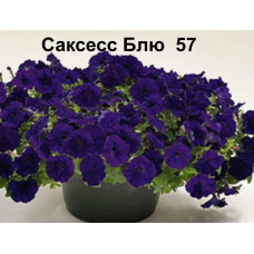 Петуния ампельная Саксесс Блю 57 0.5л