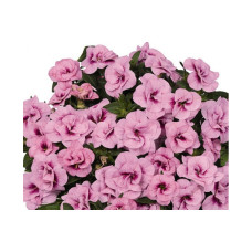 Калибрахоа ALOHA DOUBLE SOFT PINK EYE 1906 0.5л
