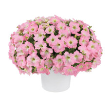 Петуния  вегетативная CAPELLA BABY PINK 255 0.5л