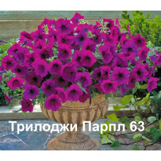 Петуния ампельная Трилоджи Парпл  63 0.5л