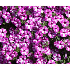 Петуния вегетативная Vista Raspberry Star 228 0.5л