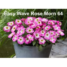 Петуния ампельная Easy Wave Rose Morn 64 0.5л