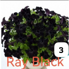 Петуния вегетативная Ray Black 3 0.5л