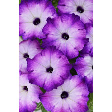 Петуния  вегетативная CRAZYTUNIA PURPLE STORM 185 0.5л
