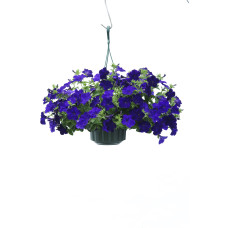 Петуния  вегетативная PRESTO BLUE 271 0.5л