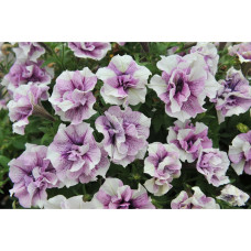 Петуния вегетативная  ORIGAMI LAVENDER TOUCH 32100